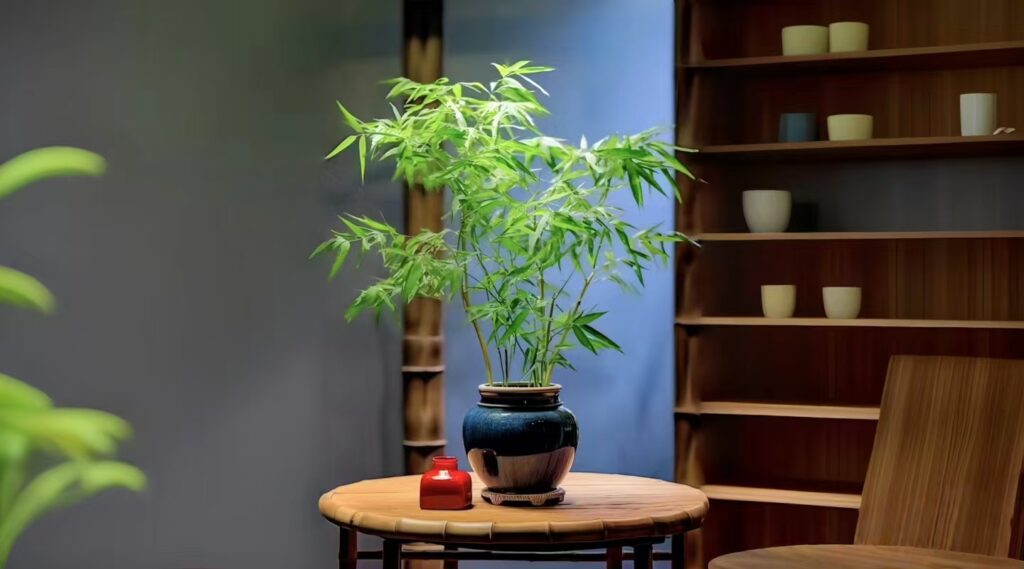 feng shui plants